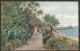 Torquay 1921 - Palm Walk - Torquay