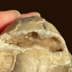 Nigerian Ammonite Raw Stone-has Been Turned Into Jade - Fossielen