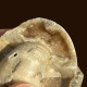 Delcampe - Nigerian Ammonite Raw Stone-has Been Turned Into Jade - Fossilien