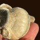 Delcampe - Nigerian Ammonite Raw Stone-has Been Turned Into Jade - Fossils