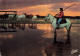 Cheval Chevaux Camargue La Manade Au Coucher De Soleil - Chevaux