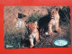 T-166 - JAPAN -JAPON, NIPON, TELECARD, PHONECARD, Animal,  NTT JP 231-157 Lion - Japon