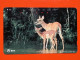 T-166 - JAPAN -JAPON, NIPON, TELECARD, PHONECARD, Animal,  NTT JP 231-250 Roe Deer - Japon