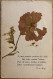 Delcampe - Herbier - Série De 10 Cpa - Fleurs Plantes Flowers - Poèmes Poésie - Flowers