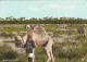 BAHRAIN - Herdsman & Camels - Bahrain