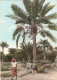 BAHRAIN - Pollinating Palmtree - Bahrein