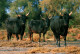 N4 - Carte Postale - Taureaux De Camargue - Taureaux