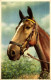 Animaux & Faune > Chevaux /// 19 /// B - Horses