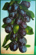 Cpa FRUITS PRUNES Sur Branche , PRUNIER , PRUNE  A CLUSTER OF PLUMS Old Postcard - Plantas Medicinales