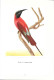 EJ48 - ALBUM ARTIS - OISEAUX DE PARADIS - EDITION 1958 - 130 PAGES - 60 PLANCHES COULEUR - Artis Historia