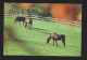 Paard Pferd Horse Cheval Foto Prentkaart AK Photo Carte Htje - Chevaux