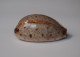 Cypraea Lynx - Seashells & Snail-shells