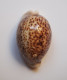 Cypraea Pantherina - Seashells & Snail-shells