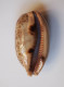 Cypraea Argus - Seashells & Snail-shells