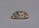 Cypraea Punctata Berinii - Seashells & Snail-shells