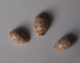 Cypraea Ziczac X 3 - Conchas Y Caracoles