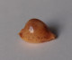 Cypraea Bistrinotata - Seashells & Snail-shells
