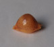 Cypraea Bistrinotata - Conchiglie