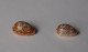 Cypraea Humphreysii X 2 - Coquillages