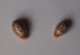 Cypraea Humphreysii X 2 - Seashells & Snail-shells