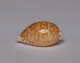 Cypraea Gaskoinii - Seashells & Snail-shells