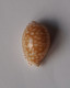 Cypraea Gaskoinii - Conchiglie