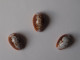 Cypraea Helvola X 3 - Seashells & Snail-shells