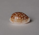 Cypraea Comma Toliarensis - Coquillages