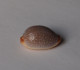 Cypraea Staphilaea Laevigata - Seashells & Snail-shells