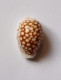 Cypraea Comma Toliarensis - Seashells & Snail-shells