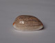 Cypraea Isabella - Seashells & Snail-shells