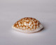 Cypraea Cribraria Species - Seashells & Snail-shells