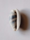 Cypraea Asellus - Seashells & Snail-shells