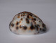 Cypraea Tigris - Coquillages