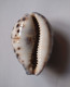 Cypraea Tigris - Coquillages