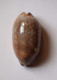 Cypraea Scurra - Seashells & Snail-shells