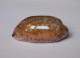 Cypraea Scurra - Coquillages