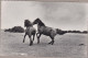 Horse Cheval Pferde Paard Caballo Cavalli  CHEVAUX  Dartmoor Ponies Old PC. Cpa. - Chevaux