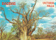 The Big Tree, Baobab, Victoria Falls, Zimbabwe - Zimbabwe