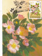 MEDICINAL PLANTS MAXI CARD ,CM,CARTES MAXIMUM 1996 SUCEAVA ROMANIA. - Geneeskrachtige Planten