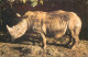 Animal Postcard Rhinoceros White Rhino South Africa Colchester Zoo - Rhinocéros