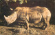 Animal Postcard Rhinoceros White Rhino South Africa Colchester Zoo - Rhinozeros