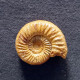 #ALLIGATICERAS  OBLIQUEPLICATUM Fossile, Ammonite, Jura (Madagaskar) - Fossils