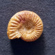 #ALLIGATICERAS  OBLIQUEPLICATUM Fossile, Ammonite, Jura (Madagaskar) - Fossiles