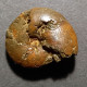 #BHIMAITES Sp (1) Fossile, Ammonite, Kreide (Russische Föderation) - Fossielen