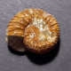 #CAELOCERAS MARESI Fossil, Ammonit, Jura (Frankreich) - Fossili