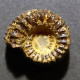 #CATACOELOCERAS ARMATUM Fossile, Ammonite, Jura (Frankreich) - Fossilien