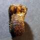 #CATACOELOCERAS ARMATUM Fossile, Ammonite, Jura (Frankreich) - Fossilien