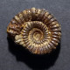 #CATACOELOCERAS CONFECTUM Fossile, Ammonite, Jura (Marokko) - Fossils