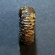 #CATACOELOCERAS CONFECTUM Fossile, Ammonite, Jura (Marokko) - Fossiles